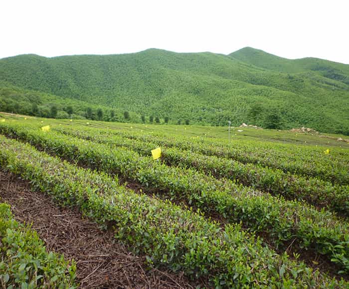 溧陽(yáng)天目湖白茶貴在哪兒？