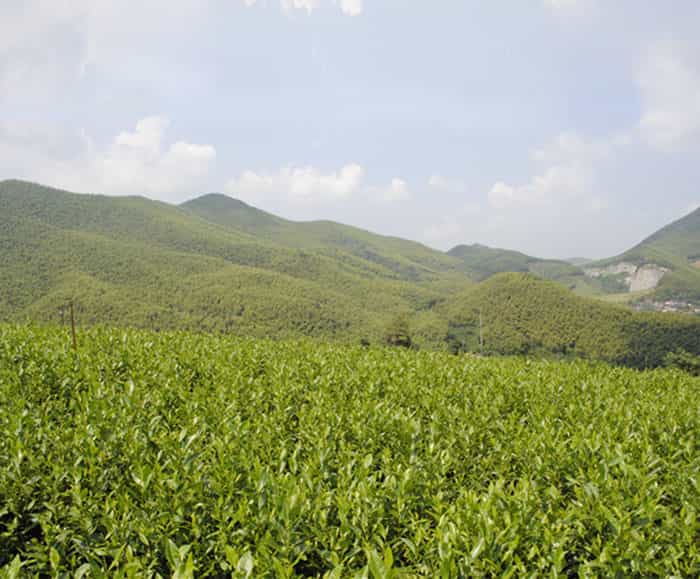 溧陽(yáng)白茶是啥茶？