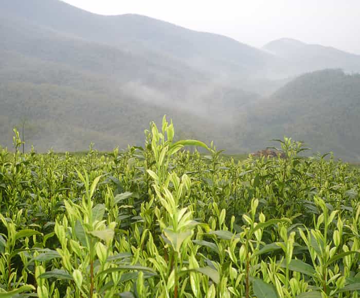 飲天目湖白茶的三流程：趣、神、味